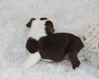 Milo, a male English Bulldog for sale in Shipshewana, IN – Photo 6 of 7