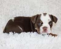 Milo, a male English Bulldog for sale in Shipshewana, IN – Photo 7 of 7