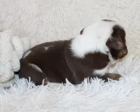 Milo, a male English Bulldog for sale in Shipshewana, IN – Photo 6 of 7