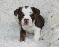 Milo, a male English Bulldog for sale in Shipshewana, IN – Photo 2 of 7