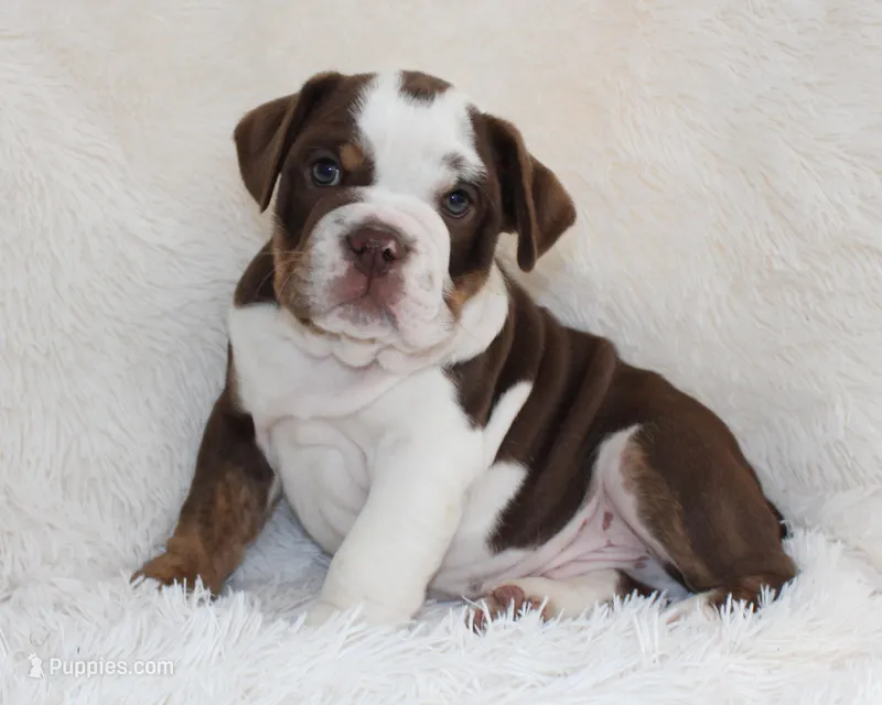 Milo – English Bulldog puppy for sale in Shipshewana, IN