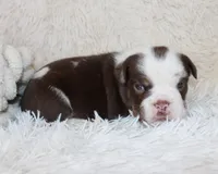 Milo, a male English Bulldog for sale in Shipshewana, IN – Photo 5 of 7