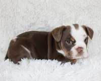 Milo, a male English Bulldog for sale in Shipshewana, IN – Photo 4 of 7