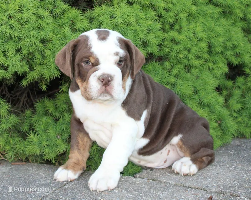 Milo – English Bulldog puppy for sale in Shipshewana, IN