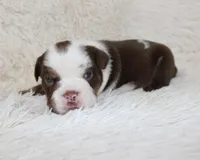 Milo, a male English Bulldog for sale in Shipshewana, IN – Photo 7 of 7