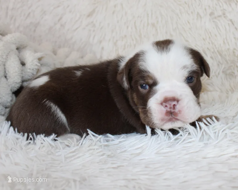 Milo – English Bulldog puppy for sale in Shipshewana, IN