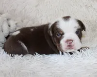 Milo, a male English Bulldog for sale in Shipshewana, IN – Photo 1 of 7