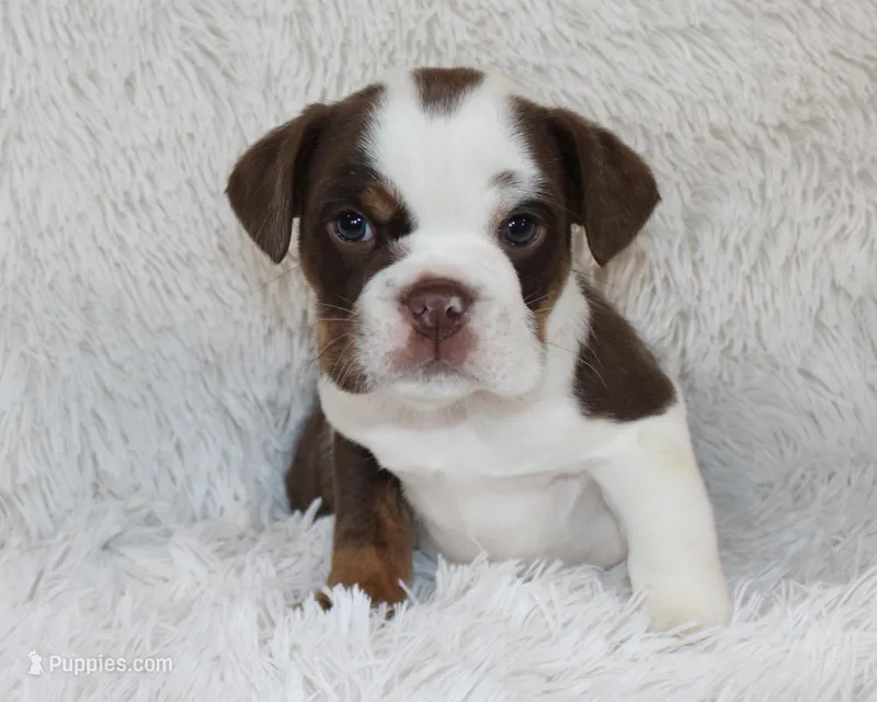 Milo – English Bulldog puppy for sale in Shipshewana, IN