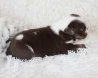 Milo, a male English Bulldog for sale in Shipshewana, IN – Photo 4 of 7