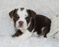 Milo, a male English Bulldog for sale in Shipshewana, IN – Photo 3 of 7