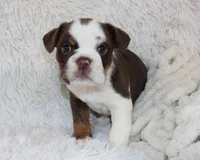 Milo, a male English Bulldog for sale in Shipshewana, IN – Photo 5 of 7