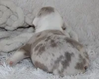 Hattie, a female English Bulldog for sale in Shipshewana, IN – 9 of 10