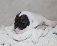 Harry, a male English Bulldog for sale in Shipshewana, IN – 7 of 9