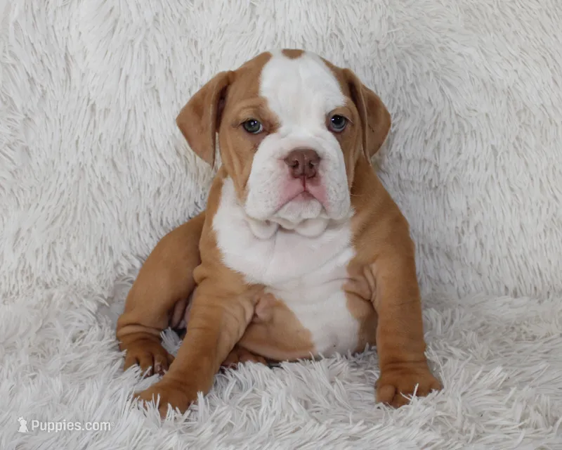 Kallie – English Bulldog puppy for sale in Shipshewana, IN