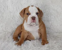 Kallie, a female English Bulldog for sale in Shipshewana, IN – 1 of 10