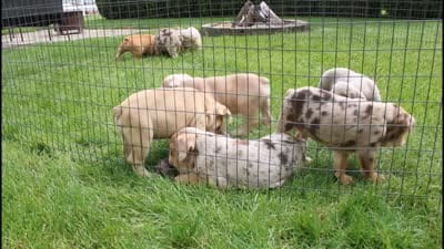 Karis, a female English Bulldog for sale in Shipshewana, IN – 8 of 8