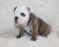 Curry, a male English Bulldog for sale in Shipshewana, IN – 3 of 10