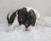 Harry, a male English Bulldog for sale in Shipshewana, IN – 9 of 9