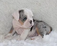Hayes, a male English Bulldog for sale in Shipshewana, IN – 2 of 10