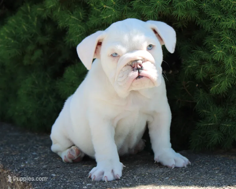 Zoey – English Bulldog puppy for sale in Shipshewana, IN