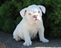 Zoey, a female English Bulldog for sale in Shipshewana, IN – 1 of 10
