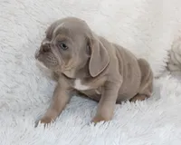 Kane, a male English Bulldog for sale in Shipshewana, IN – 3 of 9