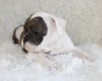 Harry, a male English Bulldog for sale in Shipshewana, IN – 5 of 10