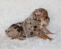 Kyah, a female English Bulldog for sale in Shipshewana, IN – 10 of 10