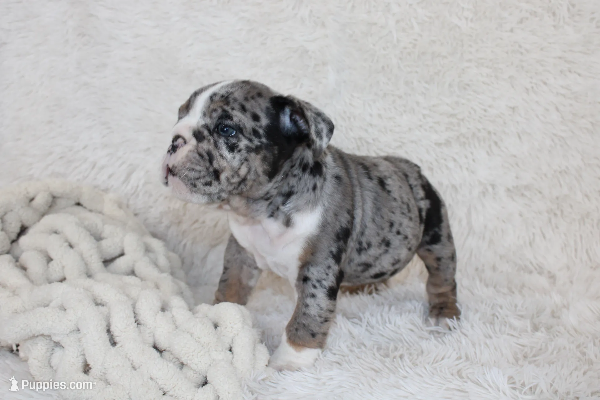 Nikki, a female English Bulldog for sale in Shipshewana, IN – Photo 9 of 10