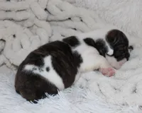 Harry, a male English Bulldog for sale in Shipshewana, IN – 5 of 9