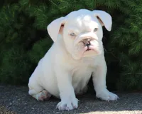 Zoey, a female English Bulldog for sale in Shipshewana, IN – 6 of 10