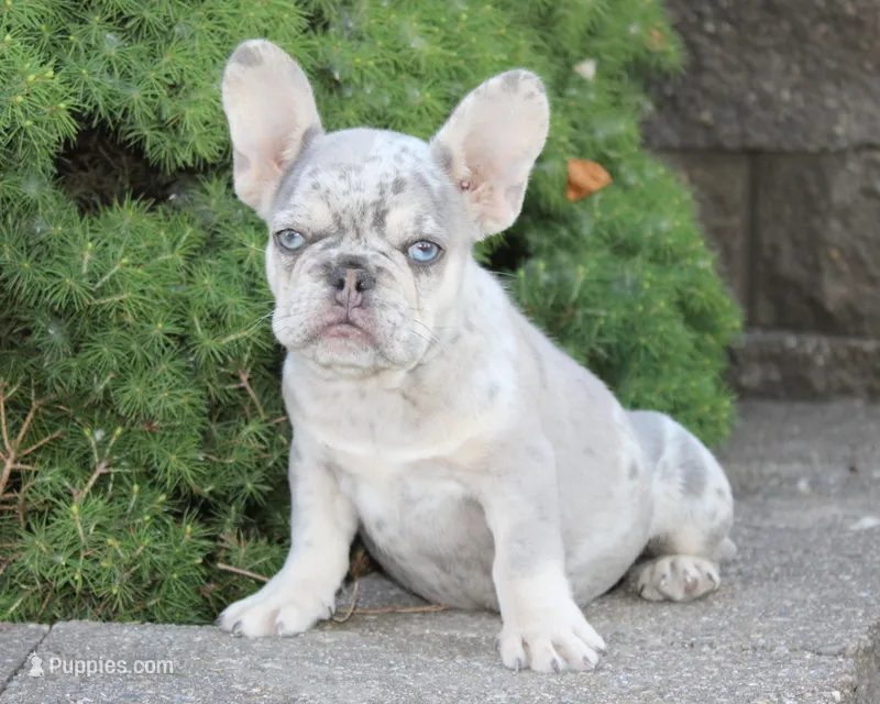 Ike – French Bulldog puppy on hold in Shipshewana, IN