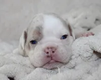 Hattie, a female English Bulldog for sale in Shipshewana, IN – 3 of 10