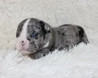 Nikki, a female English Bulldog for sale in Shipshewana, IN – Photo 7 of 9