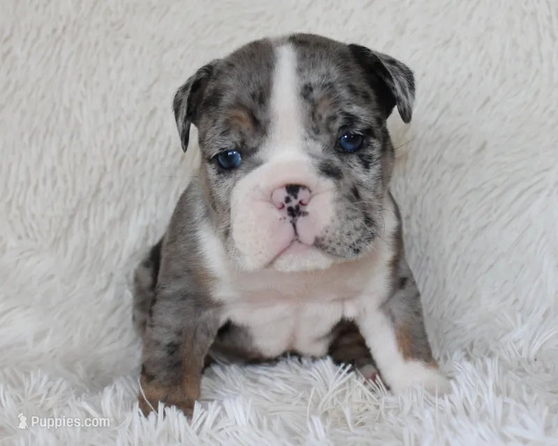Nikki – English Bulldog puppy for sale in Shipshewana, IN