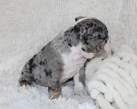 Nikki, a female English Bulldog for sale in Shipshewana, IN – Photo 6 of 10