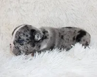 Nikki, a female English Bulldog for sale in Shipshewana, IN – Photo 9 of 9
