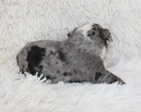 Nikki, a female English Bulldog for sale in Shipshewana, IN – Photo 6 of 9