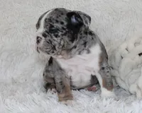 Nikki, a female English Bulldog for sale in Shipshewana, IN – Photo 7 of 10