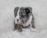 Nikki, a female English Bulldog for sale in Shipshewana, IN – Photo 10 of 10