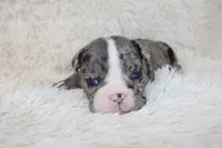 Nikki, a female English Bulldog for sale in Shipshewana, IN – Photo 8 of 9