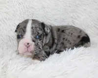 Nikki, a female English Bulldog for sale in Shipshewana, IN – Photo 2 of 9