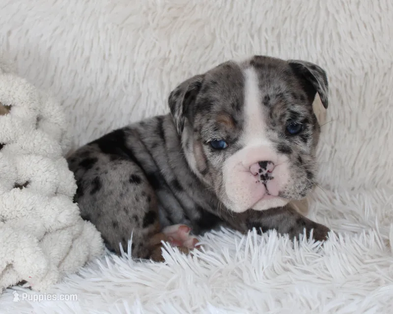 Nikki – English Bulldog puppy for sale in Shipshewana, IN