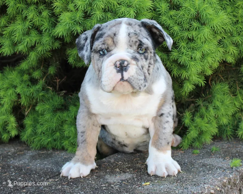 Nikki – English Bulldog puppy for sale in Shipshewana, IN
