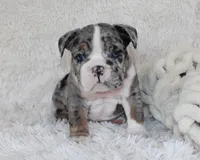 Nikki, a female English Bulldog for sale in Shipshewana, IN – Photo 5 of 10