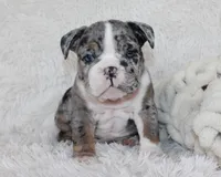 Nikki, a female English Bulldog for sale in Shipshewana, IN – Photo 1 of 10