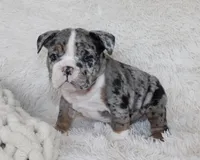 Nikki, a female English Bulldog for sale in Shipshewana, IN – Photo 2 of 10