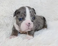 Nikki, a female English Bulldog for sale in Shipshewana, IN – Photo 3 of 9