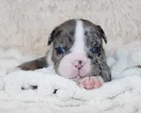 Nikki, a female English Bulldog for sale in Shipshewana, IN – Photo 5 of 9