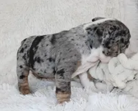 Nikki, a female English Bulldog for sale in Shipshewana, IN – Photo 8 of 10
